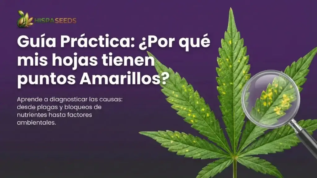 diagnóstico foliar ¿por qué tus plantas de cannabis presentan puntos amarillos?