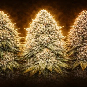 Pack de semillas cannabis Resin Master con Gorilla Glue 4, Wedding Cake y GMO Cookies con cogollos resinosos iluminados en dorado