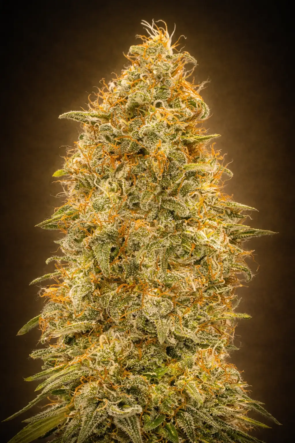 zkittlez fast F1