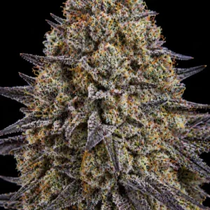 Alienz Punch Feminizada