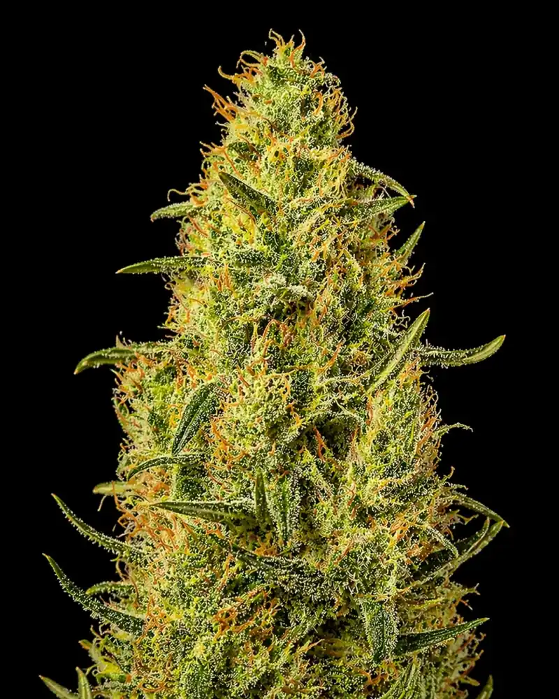 Amnesia Fast F1