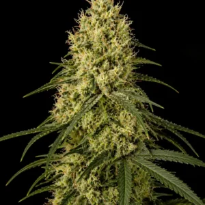Amnesia Hypro Feminizada