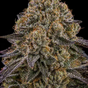 Animal Cookies Feminizada