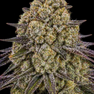 Apple Gelato Feminizada