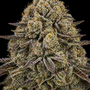 Apple Tatin Feminizada