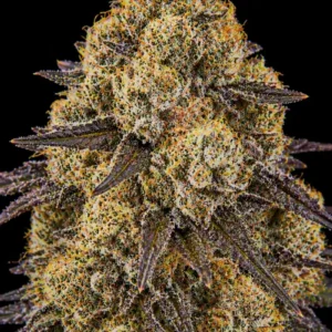 Banana Gelato Feminizada