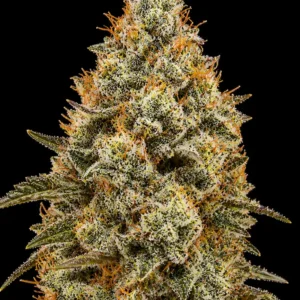 Biscotti Auto