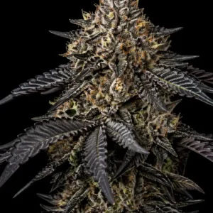 Black Domina 98 Feminizada