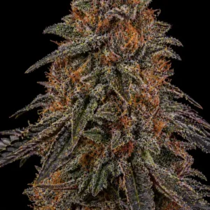 Black Jack Auto