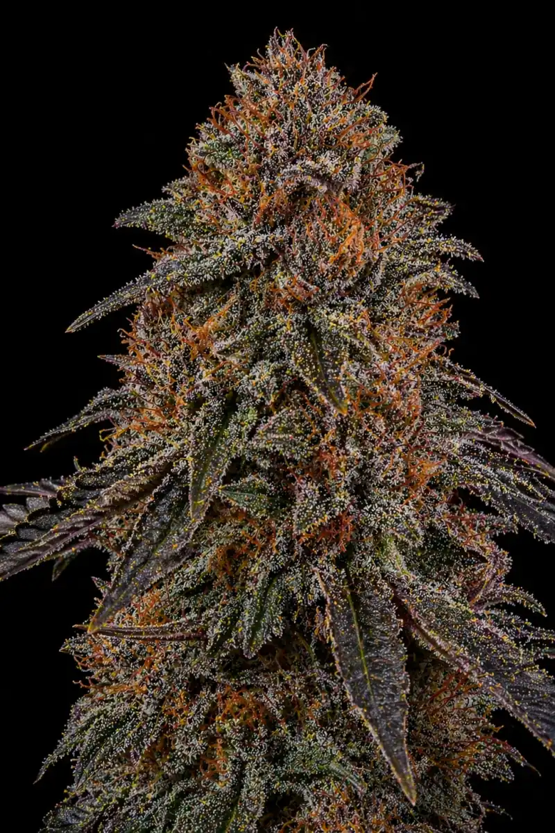 Black Jack Auto