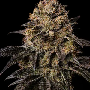 Black Jack Feminizada