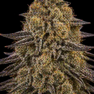 Blackberry Kush Feminizada