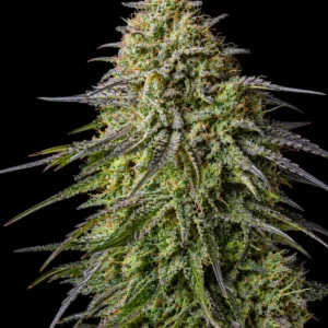 Blue Amnesia Feminizada