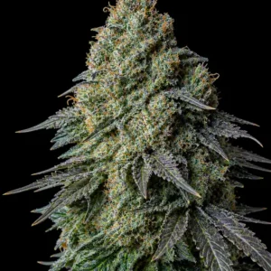 Blue Cheese Feminizada