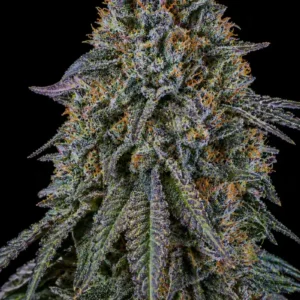 Blue Magnum Auto