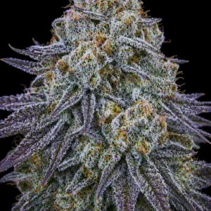 Blue Zkittlez Feminizada