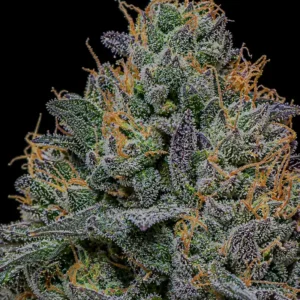 Blueberry Feminizada