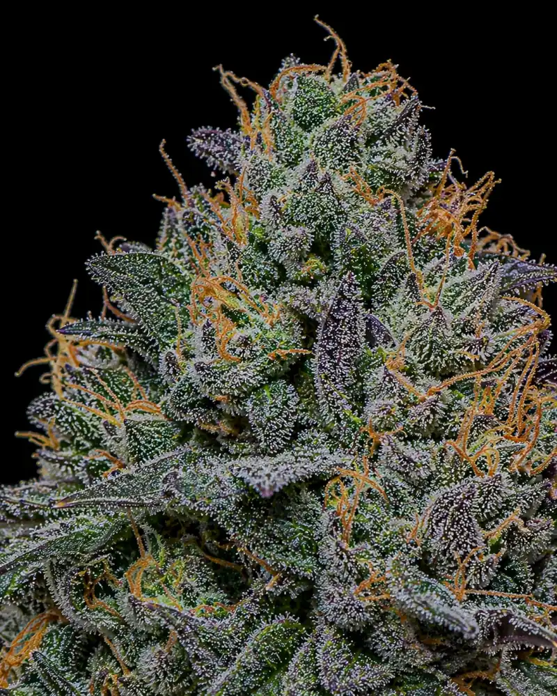 Blueberry Feminizada