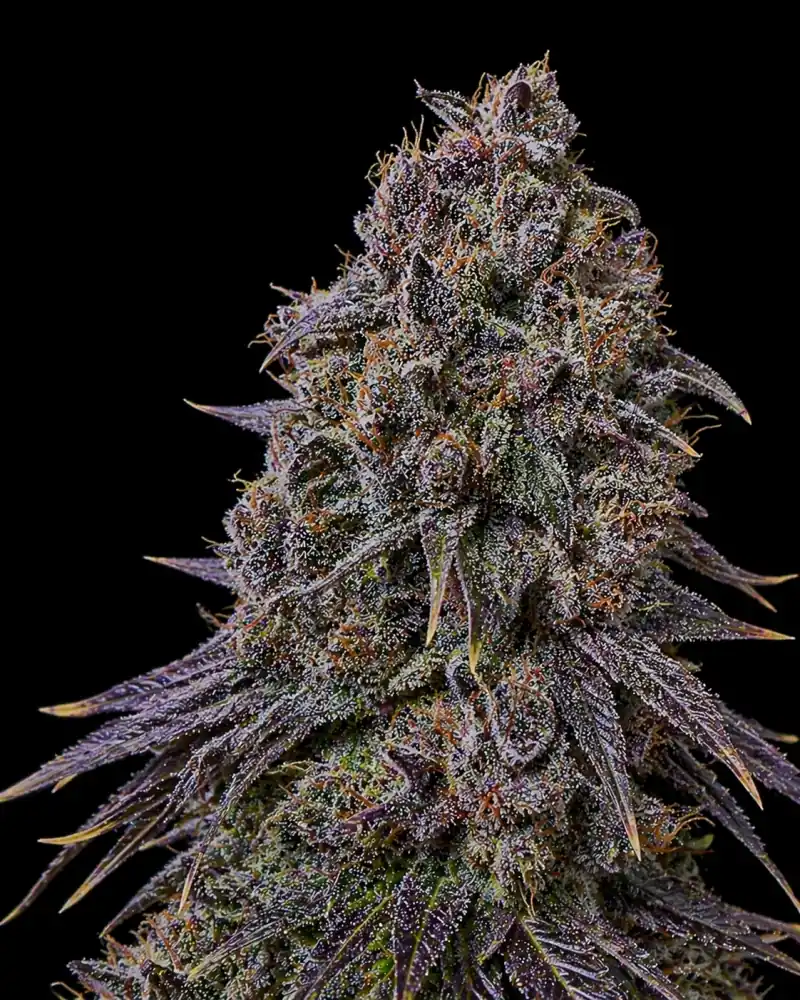 Blueberry Feminizada - Imagen 2