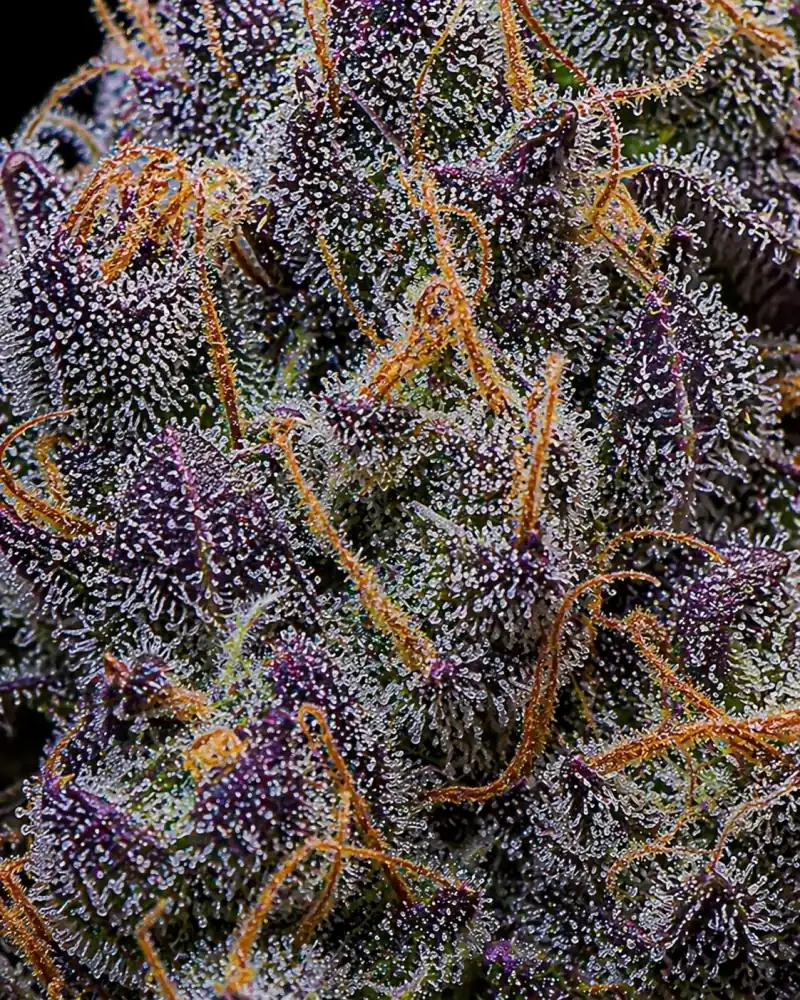 Blueberry Feminizada - Imagen 3