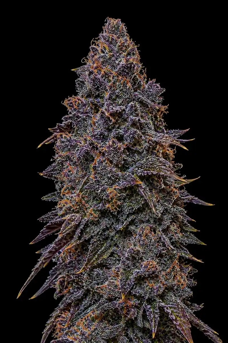 Blueberry Feminizada - Imagen 4