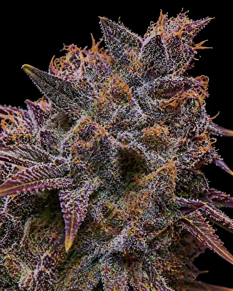 Blueberry Feminizada - Imagen 5