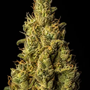 Bruce Banner Fast F1