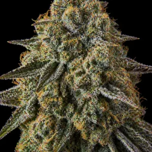 Bubba Kush Feminizada