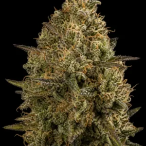 Bubblegum Auto