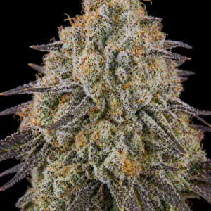 Bubblegum Feminizada