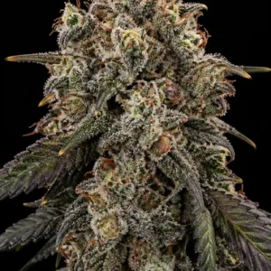 Caramel Auto
