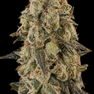Cheese XXL Auto