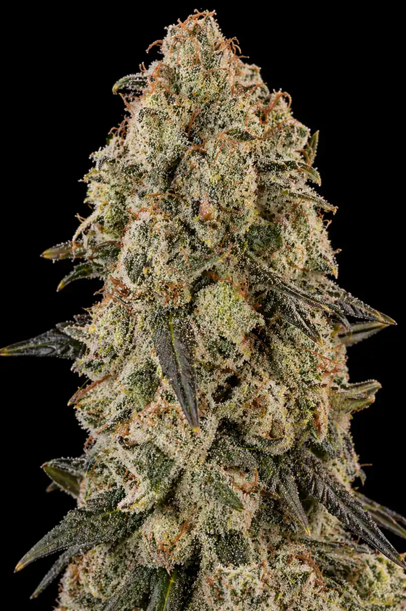 Cheese XXL Auto