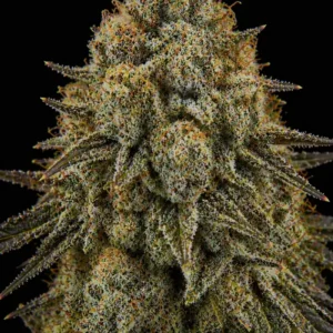 Chem Dawg 91 Feminizada