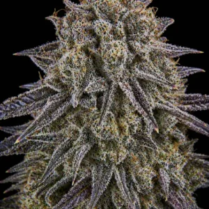 Cherry Pie Feminizada