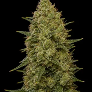 Chocolope Feminizada