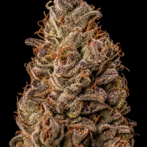Cookies Fast F1