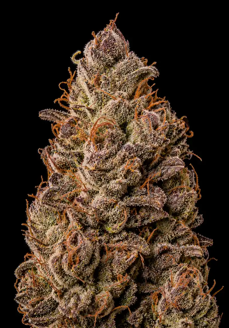 Cookies Fast F1