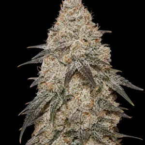 Cream Caramel Feminizada