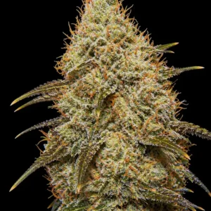 Cream Mandarine Feminizada