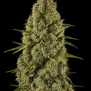 Critical 47 Feminizada