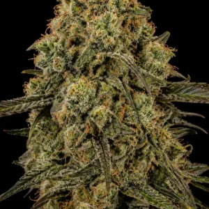 Critical + Auto