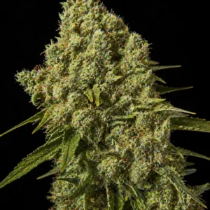 Critical + Feminizada