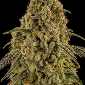 Critical XXL Auto