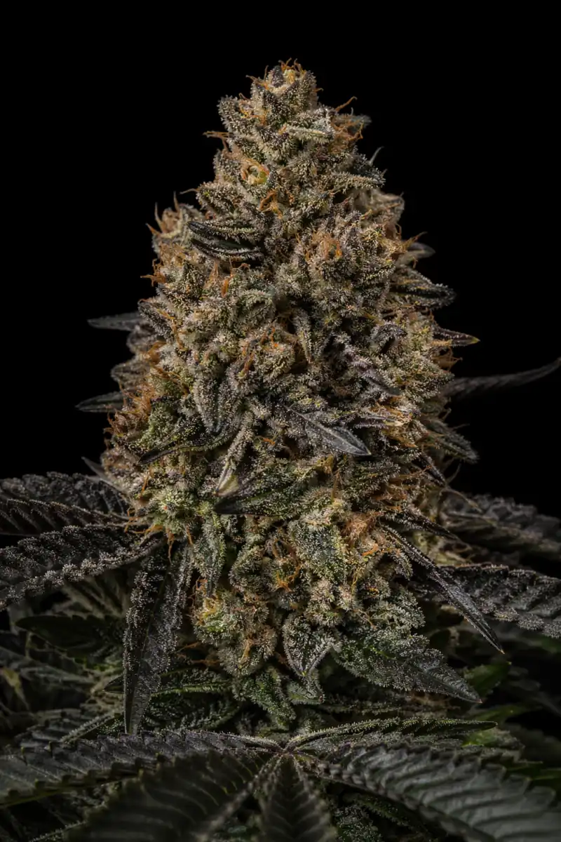 Domina 98 Auto