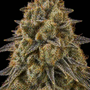 Forbidden Bunner Feminizada