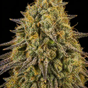 Forbidden Fruit Feminizada