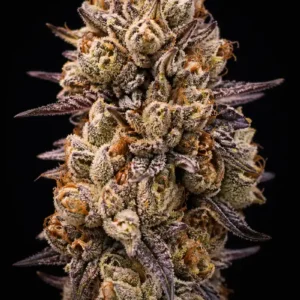 Forbidden Mochi Feminizada