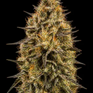 Ghost Train Haze Feminizada