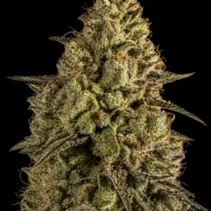 Glookies Auto